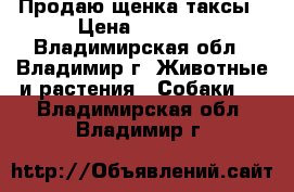 Продаю щенка таксы › Цена ­ 2 500 - Владимирская обл., Владимир г. Животные и растения » Собаки   . Владимирская обл.,Владимир г.